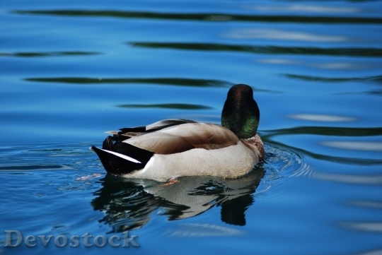 Devostock Duck  (434)