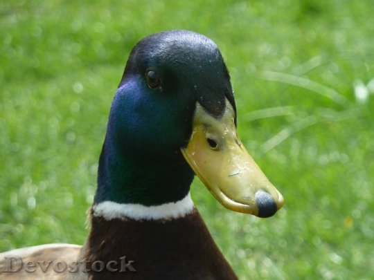 Devostock Duck  (438)