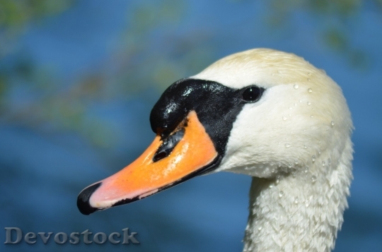Devostock Duck  (444)