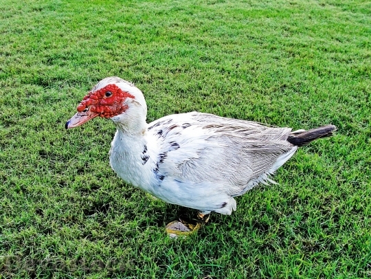 Devostock Duck  (458)