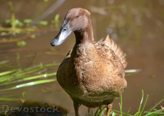 Devostock Duck  (461)