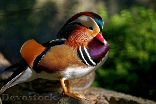 Devostock Duck  (462)