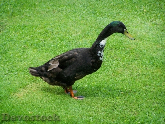 Devostock Duck  (471)