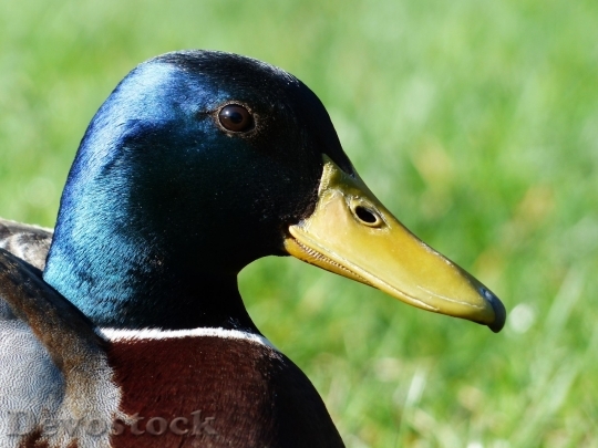 Devostock Duck  (486)