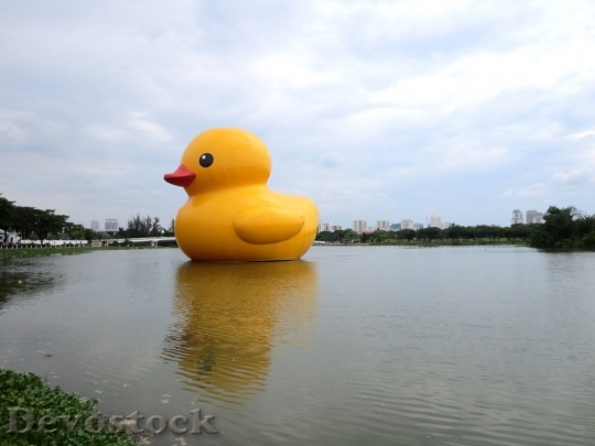 Devostock Duck  (491)
