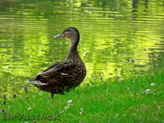 Devostock Duck  (53)
