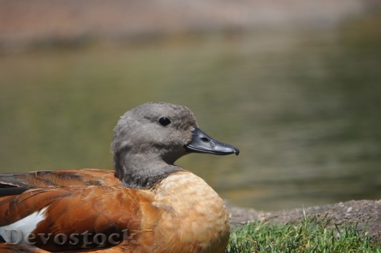 Devostock Duck  (61)