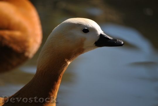 Devostock Duck  (68)