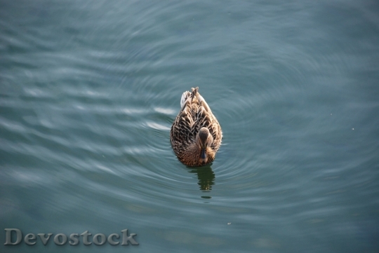Devostock Duck  (71)
