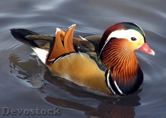 Devostock Duck  (8)