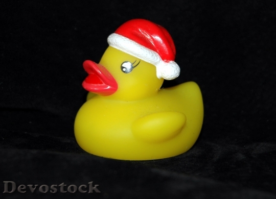 Devostock Duck  (80)