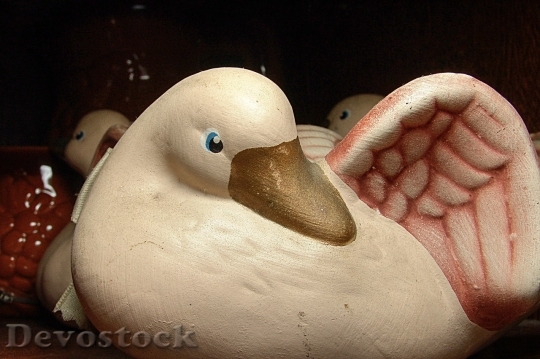 Devostock Duck  (87)