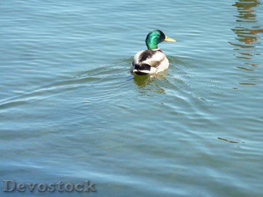 Devostock Duck  (89)