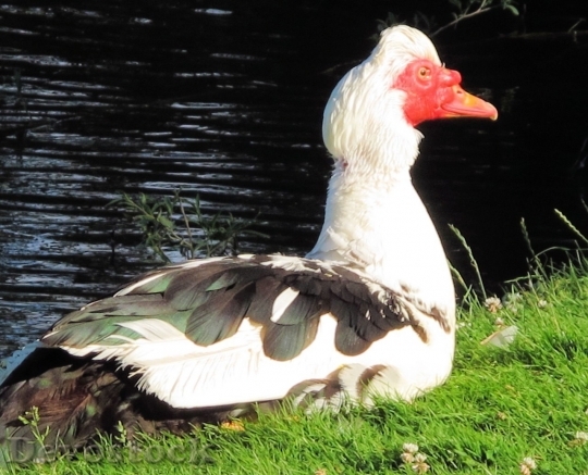 Devostock Duck  (91)