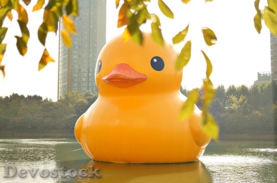 Devostock Duck  (92)