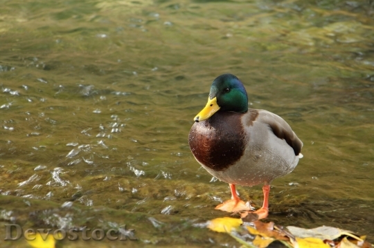 Devostock Duck  (95)