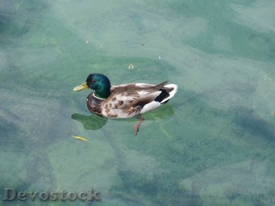Devostock Duck  (99)