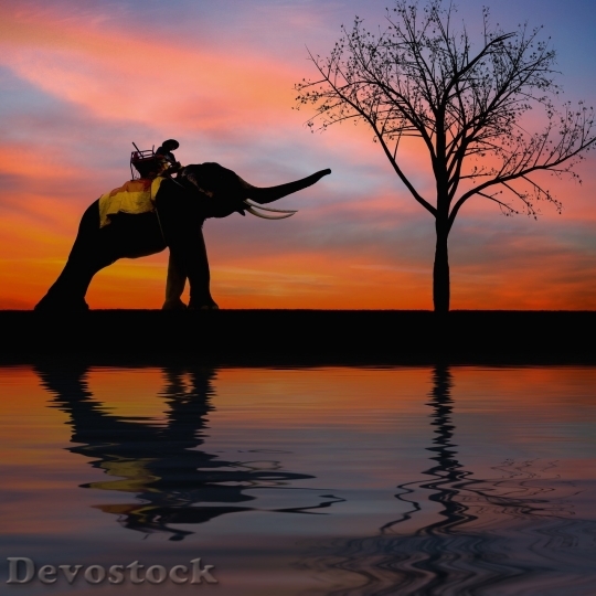 Devostock Elephant at the sunset