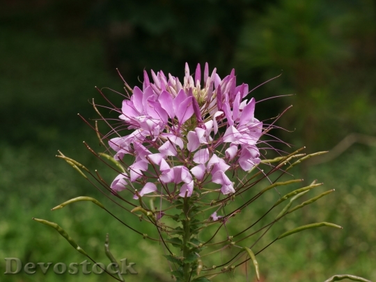 Devostock exoticflower-dsc00905-g1-wp