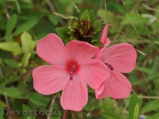 Devostock exoticpinkflower-dsc05399-wp