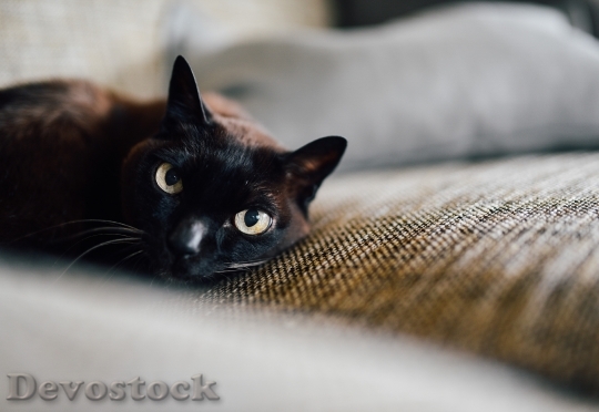 Devostock eyes-cats-cat-couch