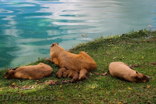 Devostock Family animals sleeping