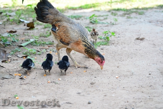 Devostock Family chicken