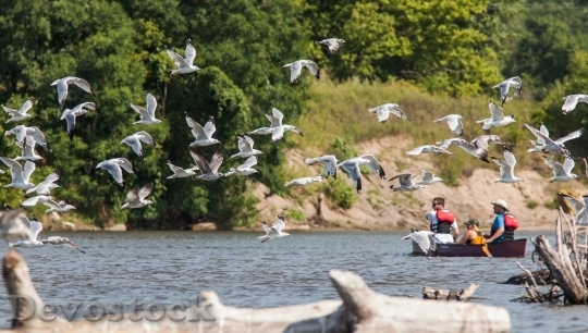 Devostock Family fishing in the river and birds flying