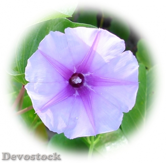 Devostock floweronbeach-dsc02669