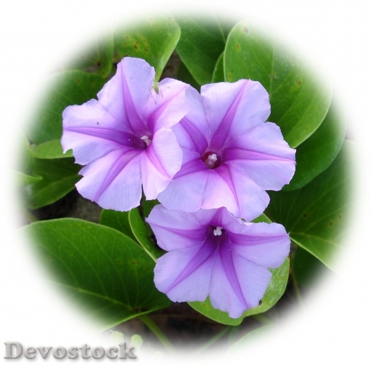 Devostock flowersonbeach-dsc02660