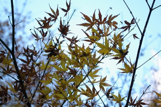 Devostock Free photographs of autumn leaves from Japan  (10)