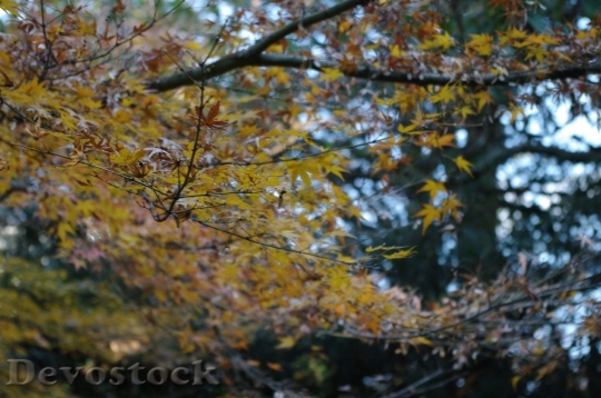 Devostock Free photographs of autumn leaves from Japan  (11)
