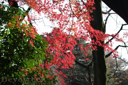 Devostock Free photographs of autumn leaves from Japan  (12)