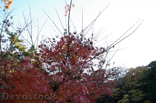 Devostock Free photographs of autumn leaves from Japan  (13)