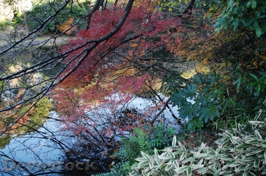 Devostock Free photographs of autumn leaves from Japan  (14)