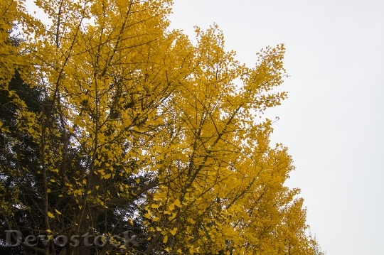 Devostock Free photographs of autumn leaves from Japan  (16)
