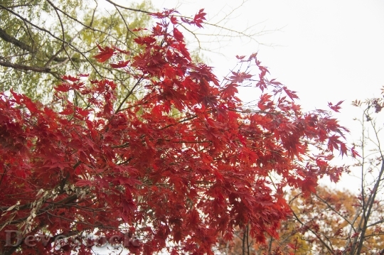 Devostock Free photographs of autumn leaves from Japan  (17)