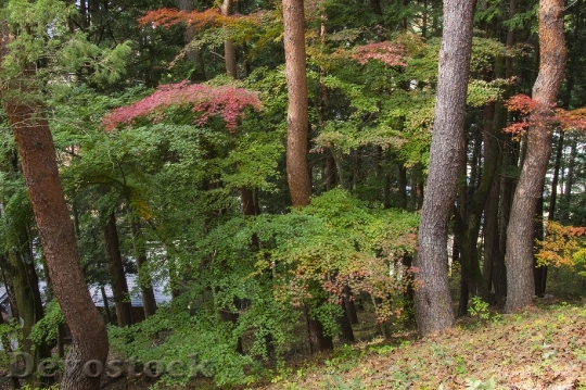 Devostock Free photographs of autumn leaves from Japan  (19)