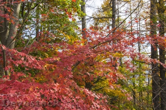 Devostock Free photographs of autumn leaves from Japan  (21)