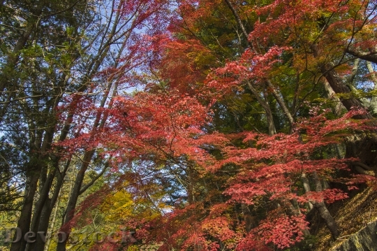 Devostock Free photographs of autumn leaves from Japan  (22)