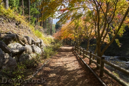 Devostock Free photographs of autumn leaves from Japan  (27)