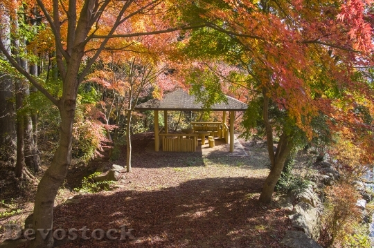 Devostock Free photographs of autumn leaves from Japan  (29)
