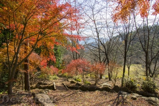 Devostock Free photographs of autumn leaves from Japan  (30)