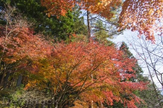 Devostock Free photographs of autumn leaves from Japan  (31)