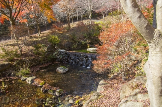 Devostock Free photographs of autumn leaves from Japan  (32)