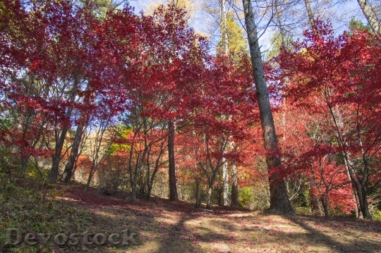 Devostock Free photographs of autumn leaves from Japan  (33)