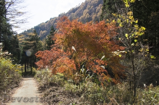 Devostock Free photographs of autumn leaves from Japan  (34)