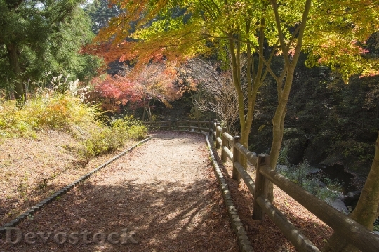 Devostock Free photographs of autumn leaves from Japan  (35)