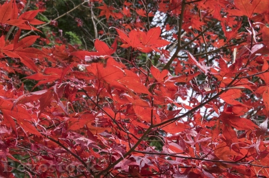 Devostock Free photographs of autumn leaves from Japan  (37)
