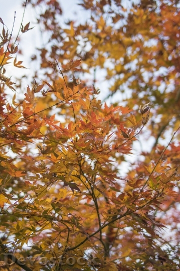 Devostock Free photographs of autumn leaves from Japan  (41)